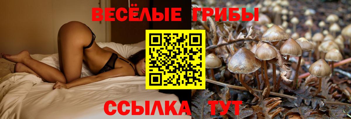 Советск  Галлюциногенные грибы GOLDEN TEACHER  цены наркотик  Вход с VPN 